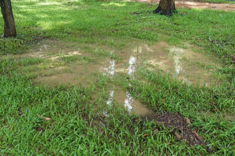 puddles in yard could indicate a blocker sewer drain or water main
